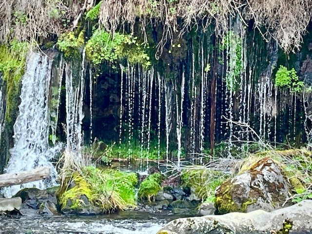 Alder Springs